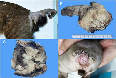 Case report: Mature extragonadal teratoma at the proximal part of the tail in a kitten